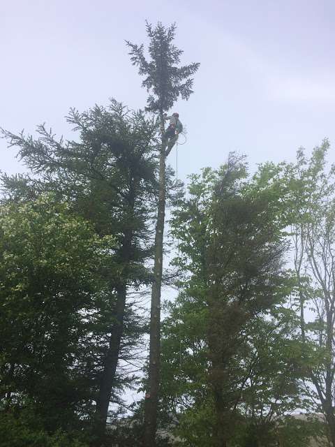 South Lakes Tree Care photo
